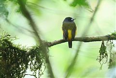 Ornate Flycatcher